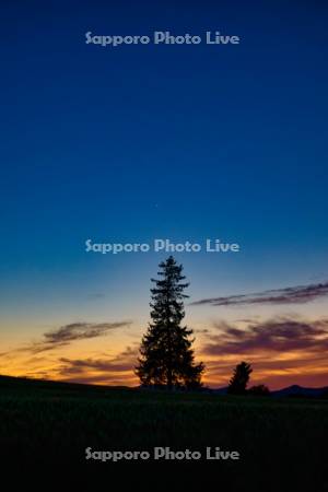クリスマスツリーのきの夕景