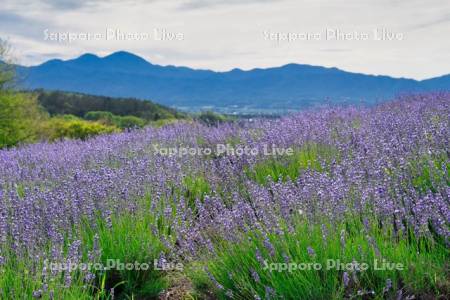 黒瀬ラベンダー園