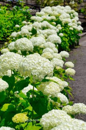 函館市　市民の森　アジサイ　アナベル