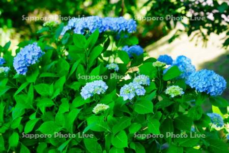 函館市　市民の森　アジサイ