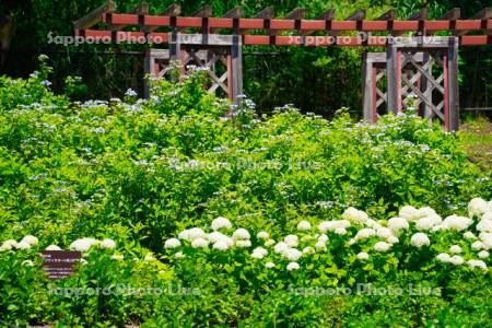 函館市　市民の森　アジサイ