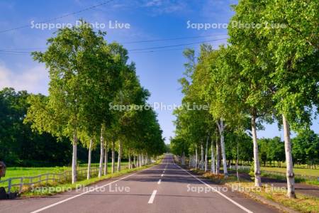 パノラマロードの白樺並木