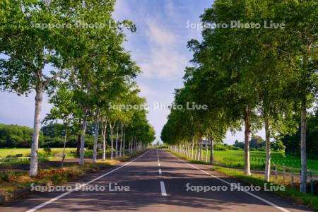 パノラマロードの白樺並木