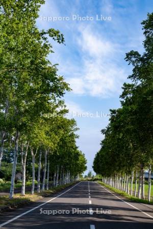 パノラマロードの白樺並木