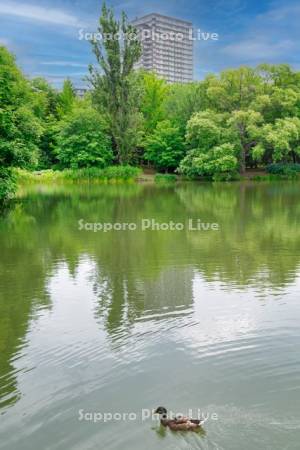 中島公園菖蒲池とカモ