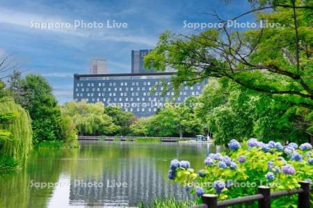 中島公園菖蒲池とアジサイ