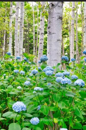 豊平公園の白樺とアジサイ