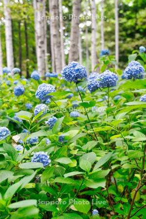 豊平公園の白樺とアジサイ