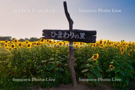 ひまわりの里