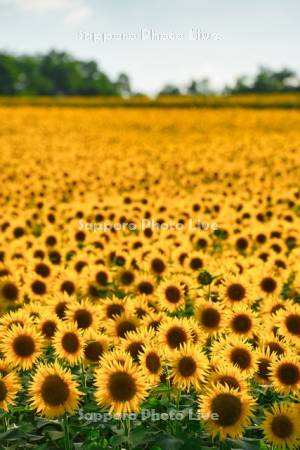 ひまわりの里夕景