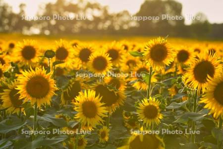 ひまわりの里夕景