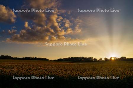 ひまわりの里夕景