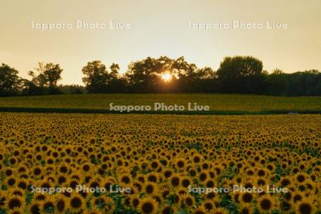 ひまわりの里夕景