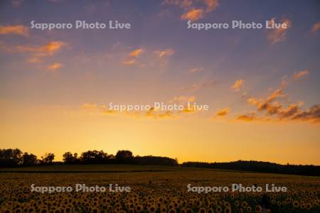 ひまわりの里夕景
