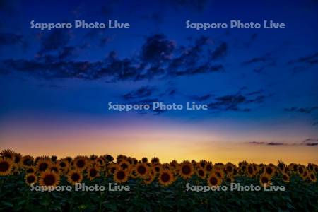 ひまわりの里夕景