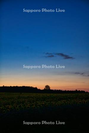 ひまわりの里夕景