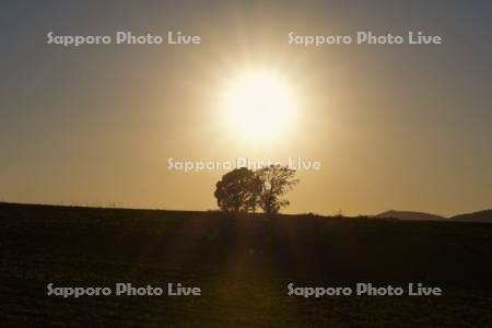 親子の木の夕日