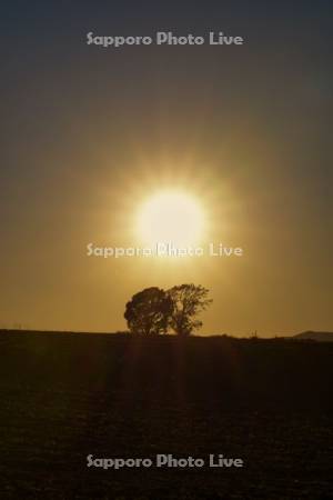 親子の木の夕日