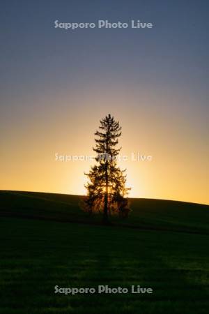 クリスマスツリーの木と夕日