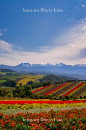 四季彩の丘と十勝岳連峰