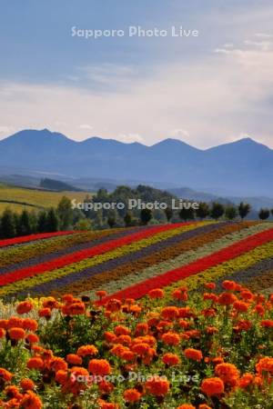 四季彩の丘と十勝岳連峰