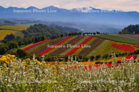 四季彩の丘と十勝岳連峰