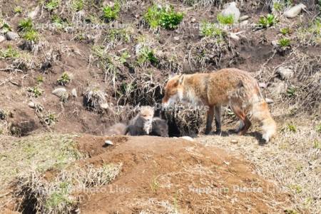 ネズミを咥えるキタキツネの親子