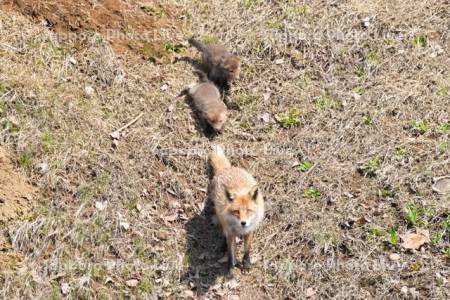 キタキツネの親子