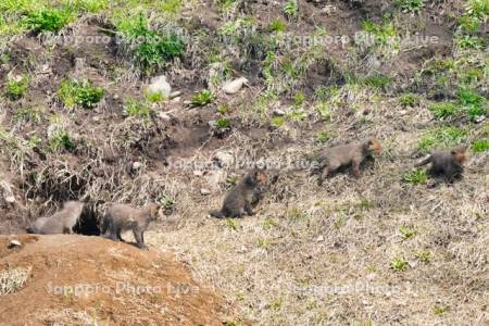 キタキツネ　子ぎつね