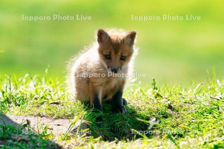 キタキツネ　子ぎつね