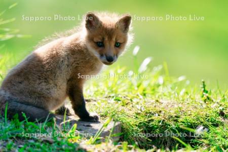 キタキツネ　子ぎつね