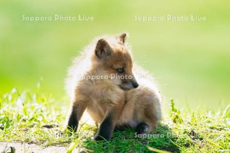 キタキツネ　子ぎつね