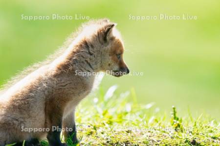 キタキツネ　子ぎつね