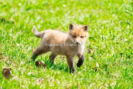 キタキツネ　子ぎつね