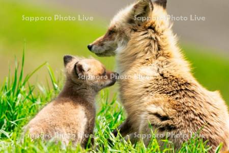 キタキツネの親子