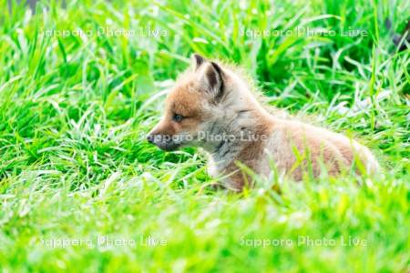 キタキツネ　子ぎつね