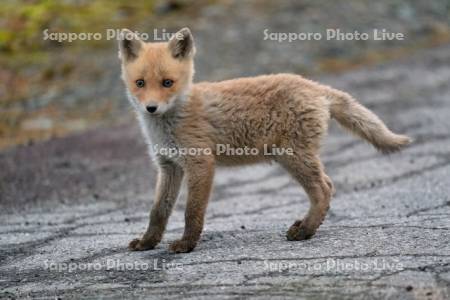 キタキツネ　子ぎつね