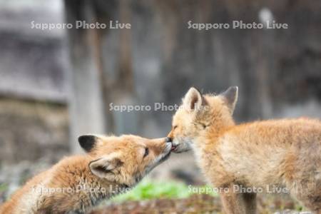キタキツネ　子ぎつね