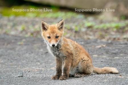 キタキツネ　子ぎつね