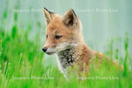 キタキツネ　子ぎつね