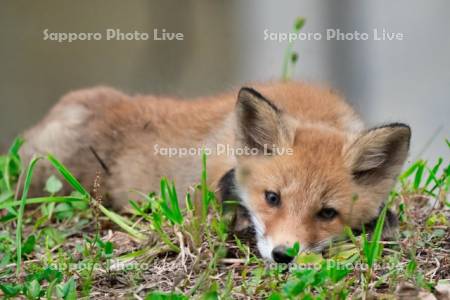 キタキツネ　子ぎつね