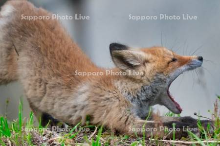 欠伸するキタキツネ　子ぎつね