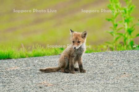 キタキツネ　子ぎつね