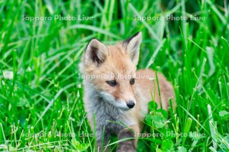 キタキツネ　子ぎつね
