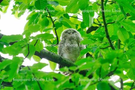 エゾフクロウの雛