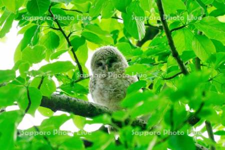 エゾフクロウの雛