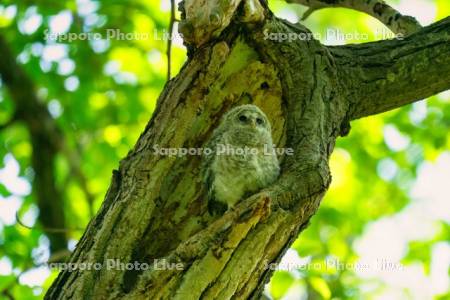 エゾフクロウの雛