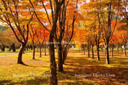 笹流ダム前庭広場の桜の紅葉