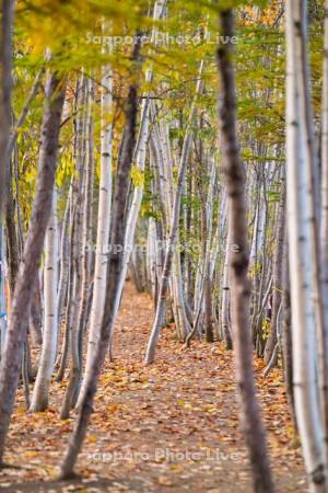 白樺並木