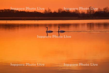 ウトナイ湖のハクチョウ